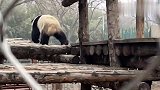 大熊猫巡视自己的领地，还在柱子上蹭屁股，留下自己的气味
