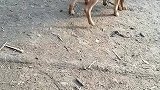 我怀疑我家的公狗看上了我外婆家的公狗