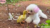 小猴子比比英勇救鸭子，与狗狗大战三百回合最终获胜