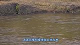 小鲸鱼为救搁浅的妈妈，奋力将妈妈推回大海，镜头记录感人的画面