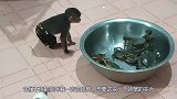 主人买来活龙虾，柴犬看后的反应太逗了，一定忍住别笑！