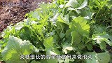 农村用青菜做的泡菜，香脆酸咸，做法简单成本低