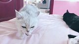 灰猫：媳妇睡着了，不能吵醒她