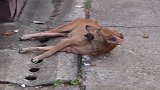 在印度，为何豹子频频闯进村，竟是因为一条野狗引发的“狂犬病”