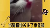 当猫猫也关注了李佳琦！！OMG！！