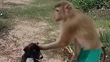 猴哥领狗玩
