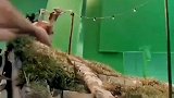 定格动画片就是这样子一帧一帧的拍摄出来的