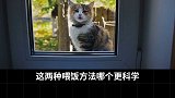 如何科学的给猫喂饭？萌宠出道计划