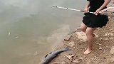 美女以为鱼死了，把它放回河里，结果悲剧了