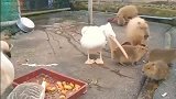 看出来了，它是真心想吃