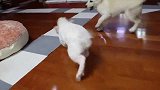 小拉布拉多看宠物猪不顺眼，连猪上厕所都偷看，成天打架