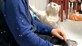 像极了会安慰人的老朋友
