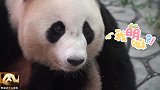 熊猫结浜思考熊生的造型可爱又别致，亮晶晶的大眼睛特写萌爆了