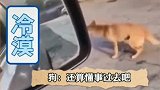 男子开口要狗子走开，狗子立马走开了，这年头狗都会外语了？