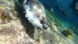 澳大利亚：一潜水员海底拍摄海狗群时遭到一只愤怒海狗驱赶
