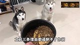 自从小伙子养了两只哈士奇之后,踏上了一条不归路