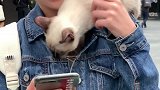 ＂嗯，我的小猫是领养的，她不会咬人的。＂