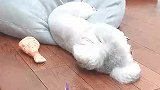 狗狗想好好睡个觉怎么就这么难，零食的诱惑太大了