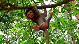 可惜小猴子在玩树的时候需要猴妈妈的帮助