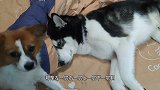 狗狗偷偷上床睡觉，劝它两句它就耍无赖，爱谁谁的样子太欠揍了