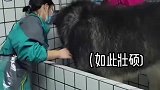 狗子体型差能有多大