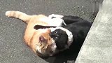 橘猫：明知打不过还打，真是条好汉！