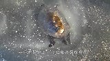 雪地里发出阵阵猫叫声，男子于是和好友走近，这哪里是什么猫