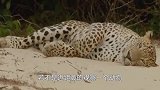 断腿鬣狗艰难前行，突然感觉不对劲，镜头拍下鬣狗绝望表情