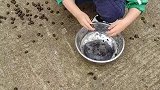 这碗羊屎给他爸吃应该很美味