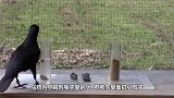 乌鸦口渴想喝水，但是却打不开瓶盖，乌鸦的聪明让路人不敢相信