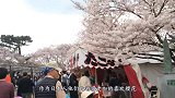 日本人到底有多爱樱花？看了这一幕之后，突然爱上樱花