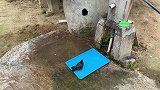 我家门口树上有个鸟窝，窝里有三颗鸟蛋，人与鸟和谐共存