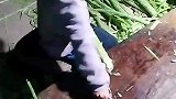 小男孩晚上帮家里干活，削贡菜动作熟练
