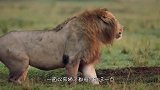 狮子咬断鬣狗后腿，鬣狗向狮子痛苦求饶，狮子却做出更过分的事!
