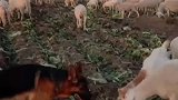 德牧犬看家护院放牧牛羊