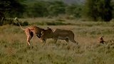 羚羊被攻击爆发狂顶猎豹