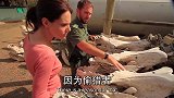 《杀害买卖》：为了获得犀牛角偷猎者手段十分残忍