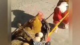 当看到这帮狗子的“足球技巧”，我觉得白活二十多年！