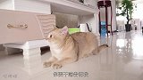 运动完的猫热成狗，化身哈士奇伸舌头大喘气