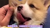 狗狗认主的各种表现，你家狗狗有几条