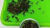 高手怎么做蒲公英？