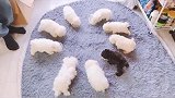 吃饭啦，一群小吃货