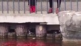 游客在投喂水里的鱼，直接变相的给猫咪们送来了口粮