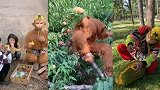 猴哥桃树上吃桃子吃饱就睡着了