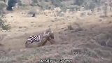狮子VS斑马的戏剧性战斗，斑马使劲全力摆脱狮子，太帅了！