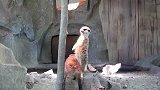 据说连狮子都不害怕的猫鼬不打架的样子竟然这么萌！