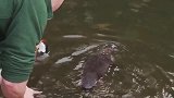 闭眼捕猎的鸭嘴兽，真真吃喝靠“盲抓”！