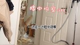 论哈士奇与众不同的叫铲屎官起床方式：家具哭了，我也哭了