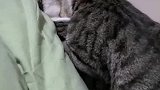 连个猫都比我会，快叫你叫那口子来学