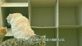 铲屎官给猫咪们准备的小洋房，看来是豆腐渣工程，经不起大橘考验
